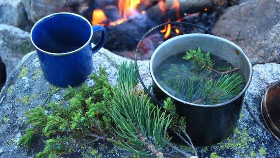 Сосновые шишки и Живица