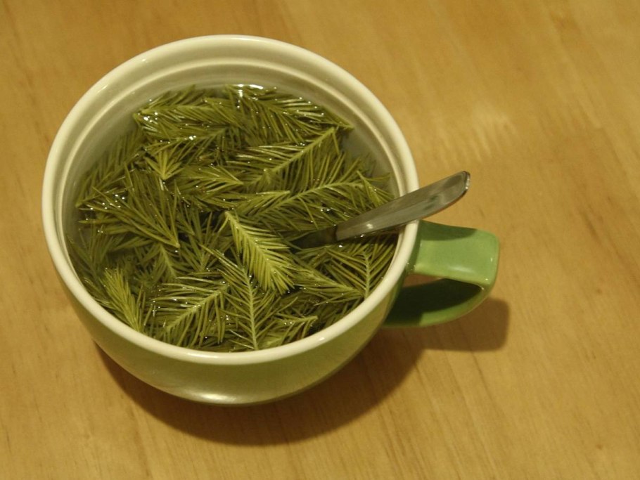 Хвойный квас чудо бальзам для здоровья и долголетия