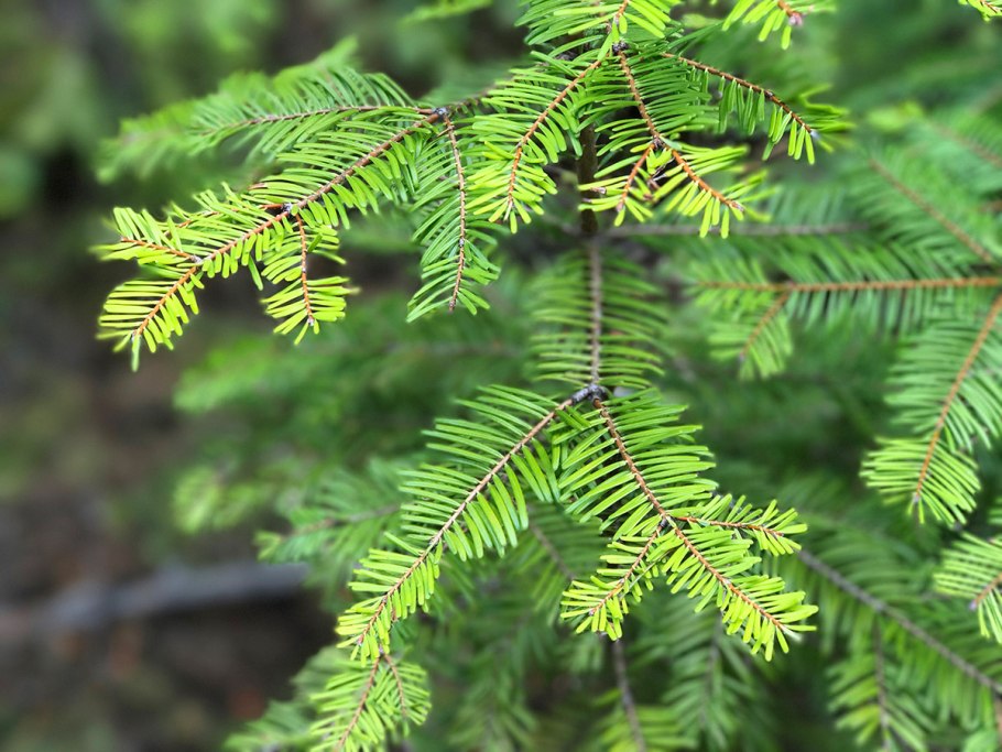 Хвойный настой блокадного Ленинграда