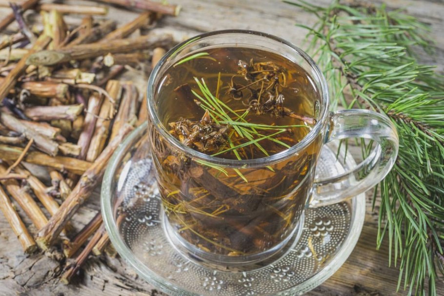 Лекарства из хвои