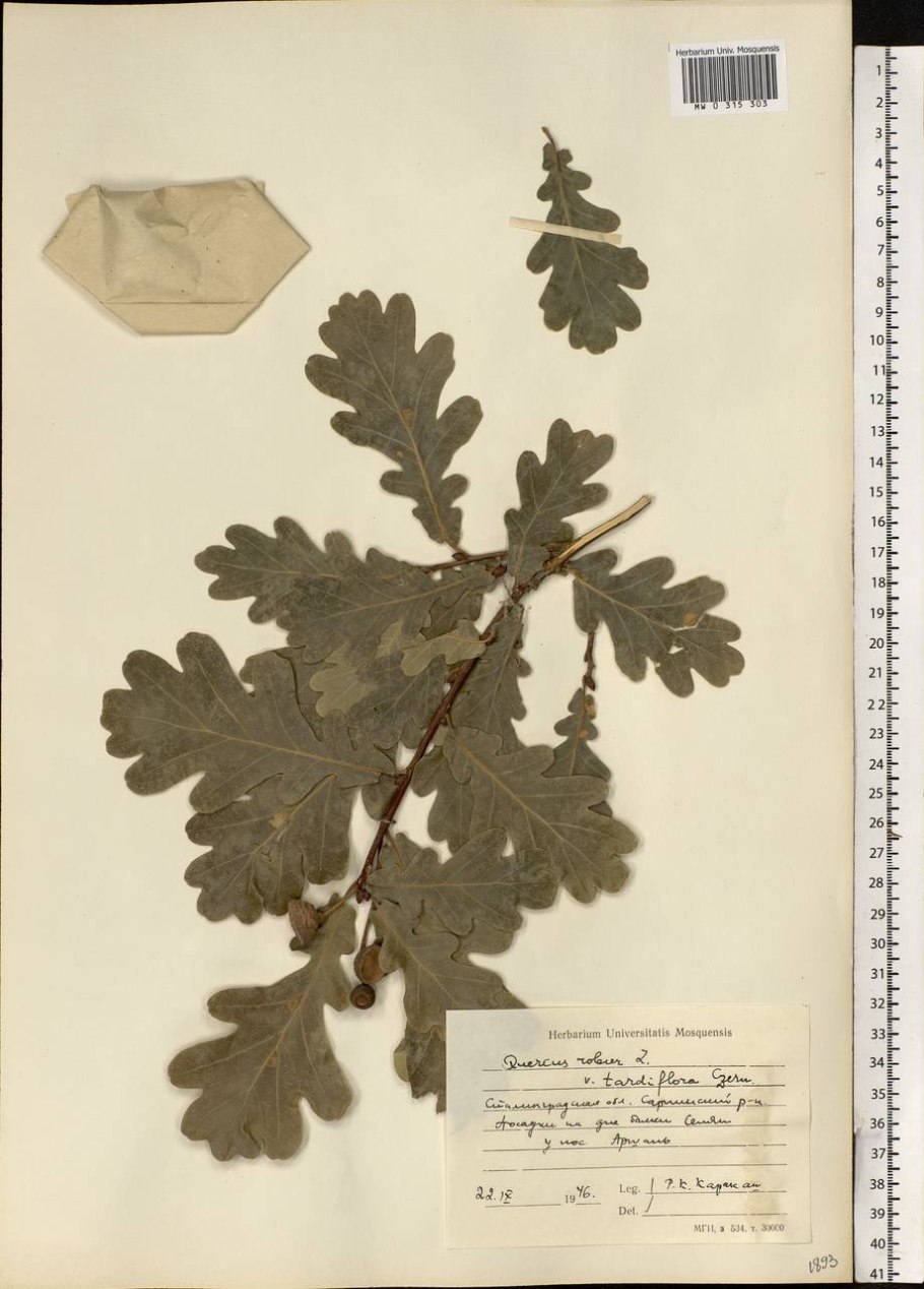 Дуб каштанолистный - Quercus castaneifolia l.