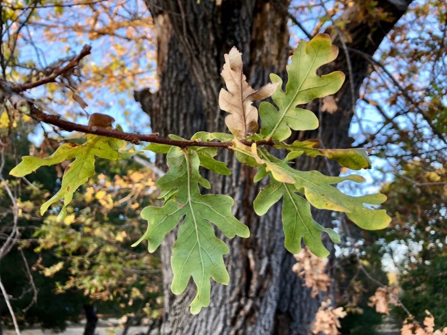 Дуб каштановый Quercus Montana