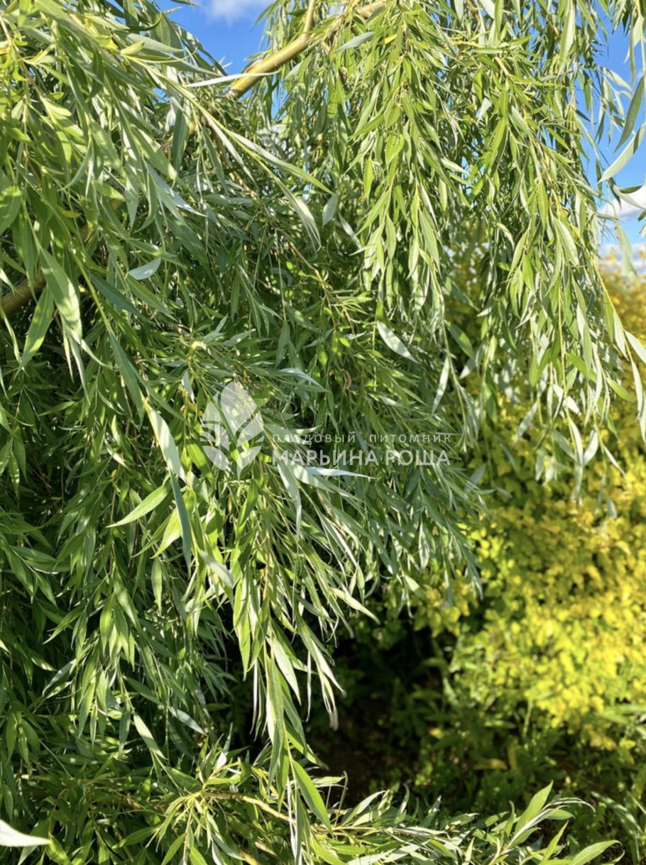 Ива белая (Salix Alba)