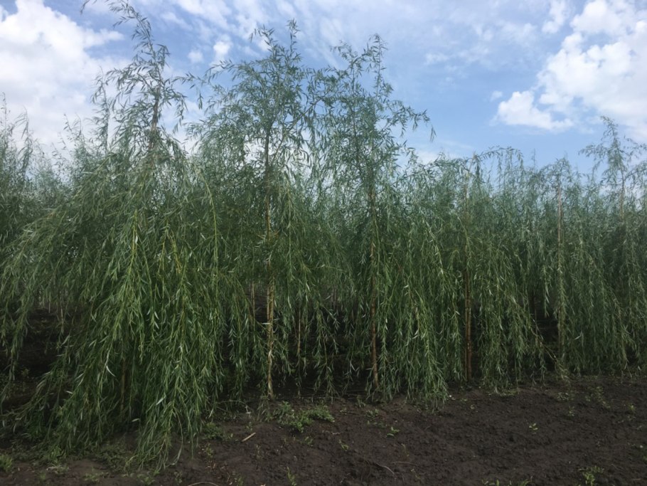 Ива золотистоволосистая