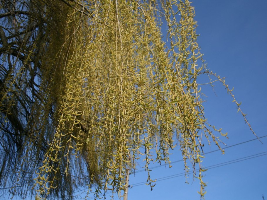 Ива желтокорая плакучая