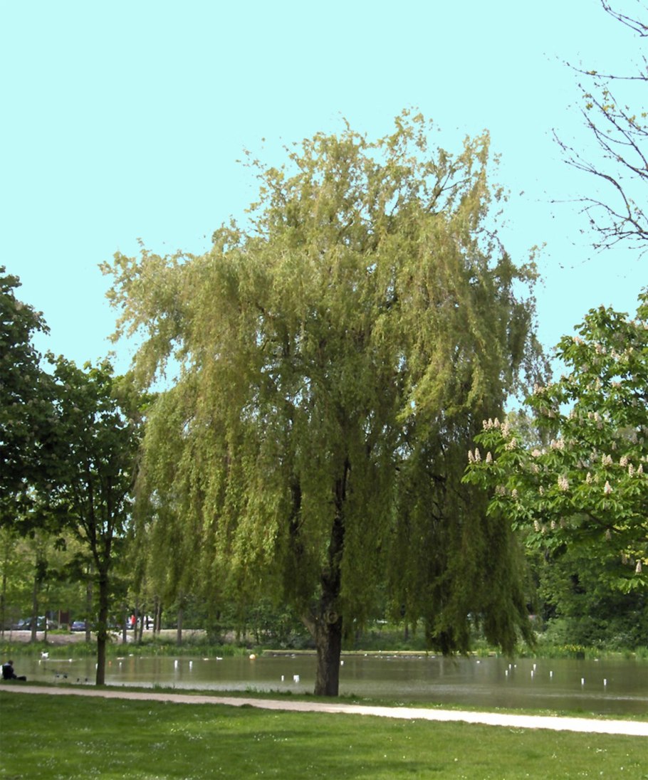 Ива росистая (Salix rorida)