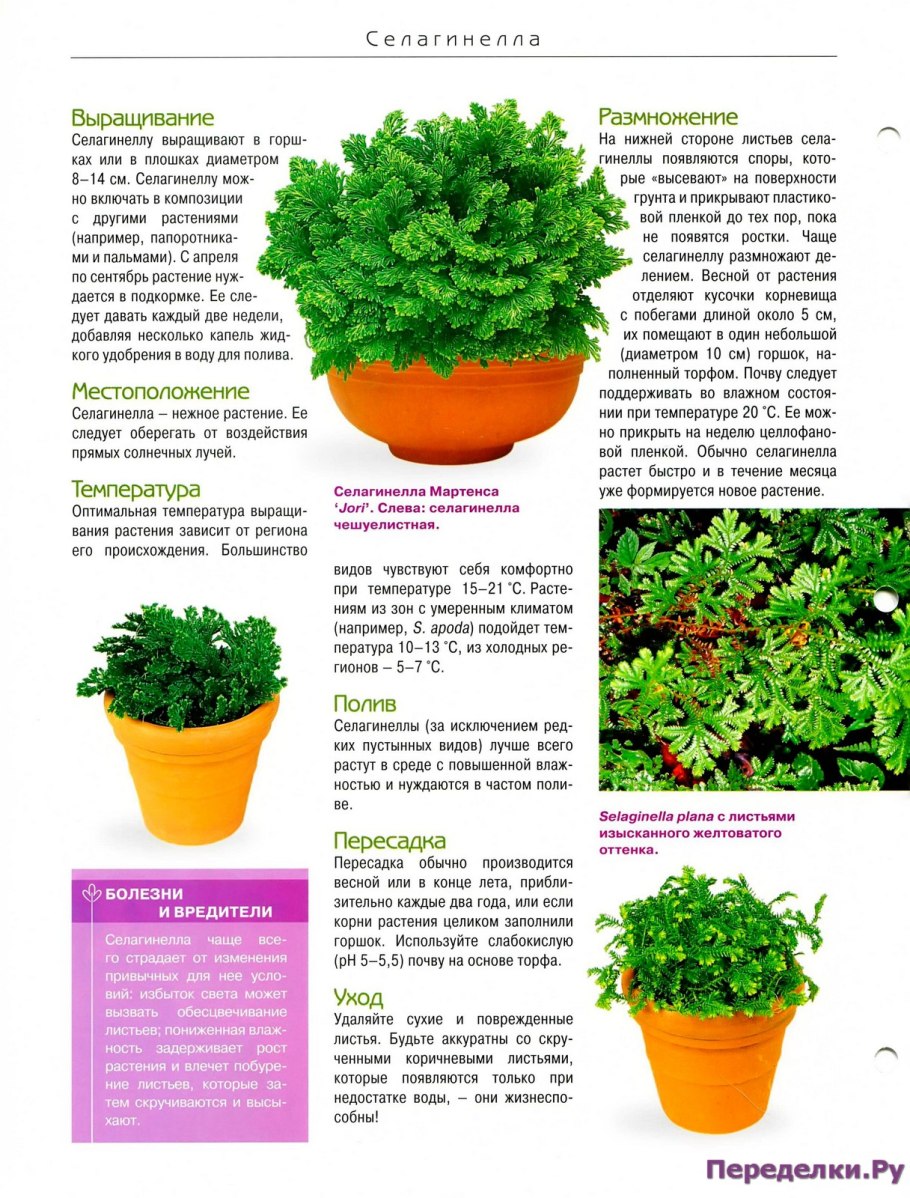 Селагинелла размножение черенками