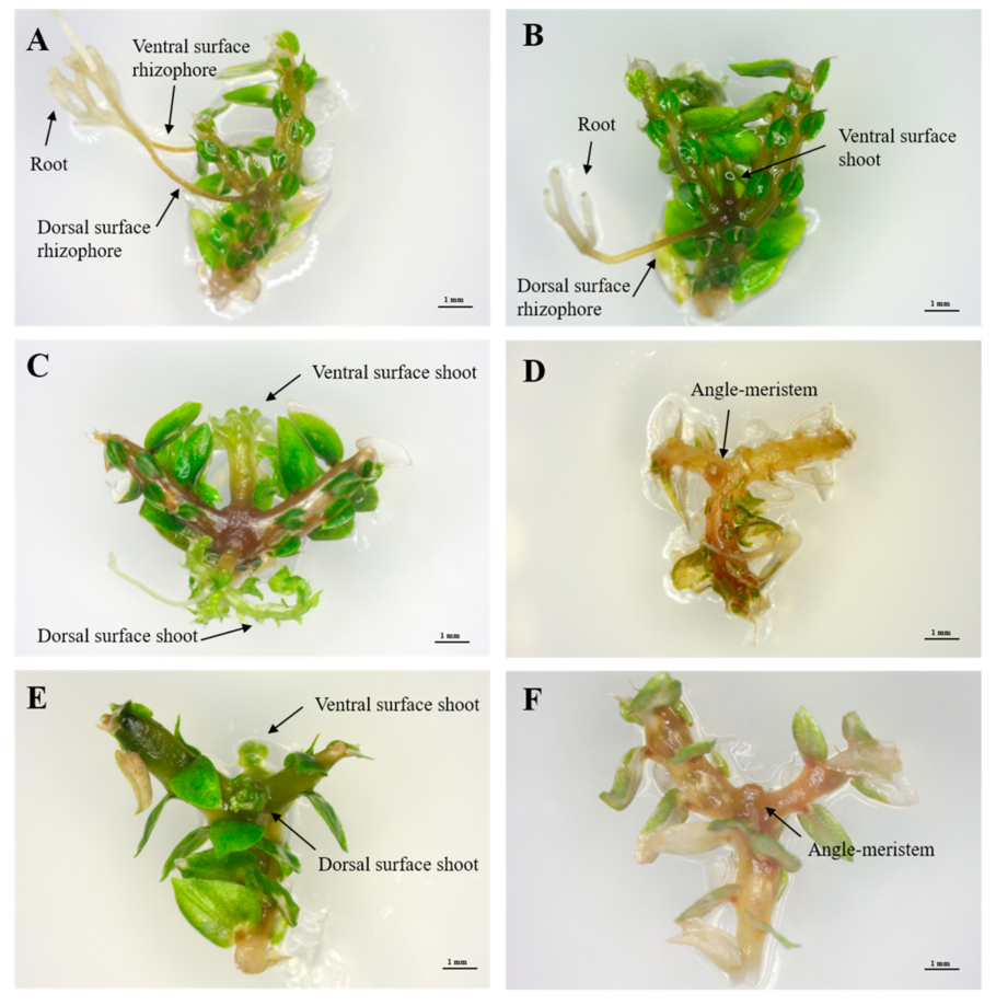 Селагинелла корни