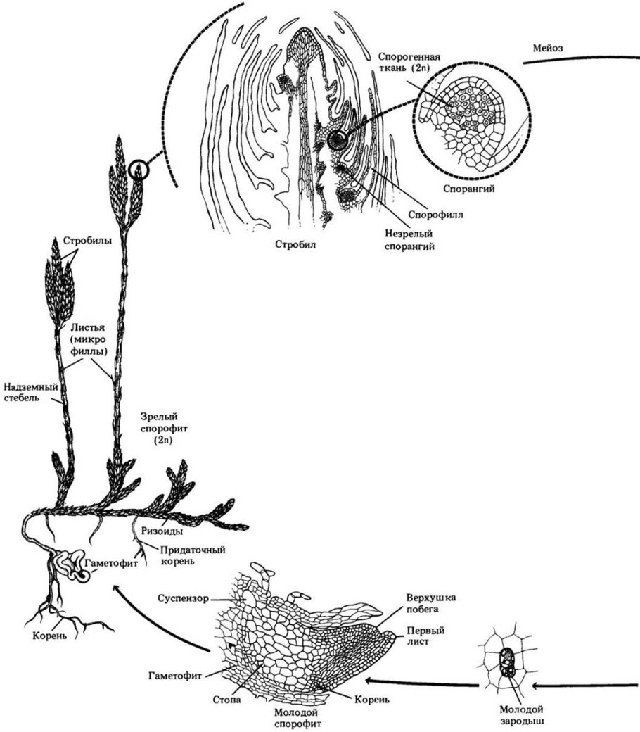 Selaginella erythropus