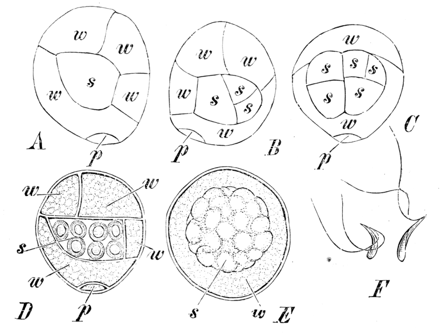 Гаметофит селагинеллы