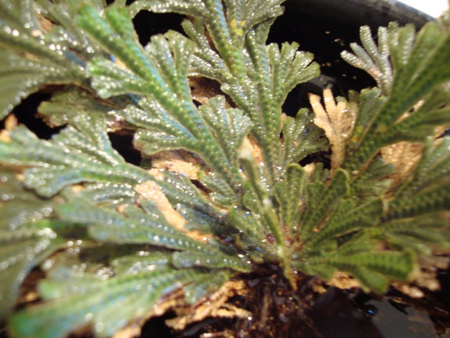 Брюшные листья калпогеллы