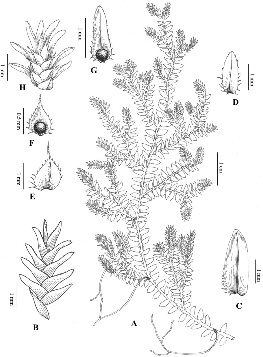 К какому классу относится Selaginella