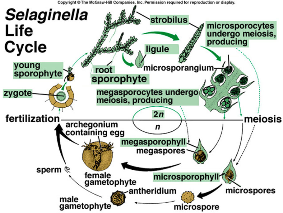 Цикл воспроизведения селагинеллы