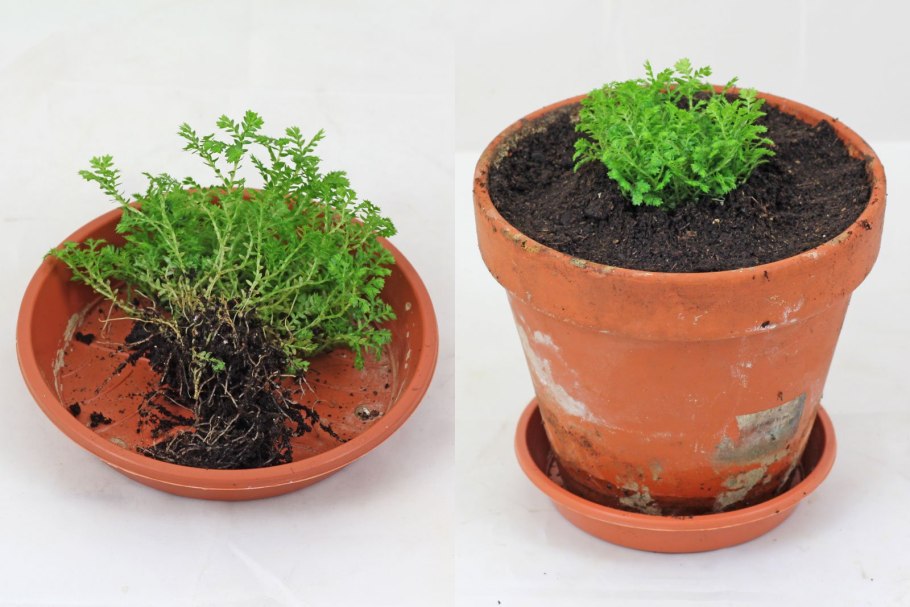 Selaginella стебля