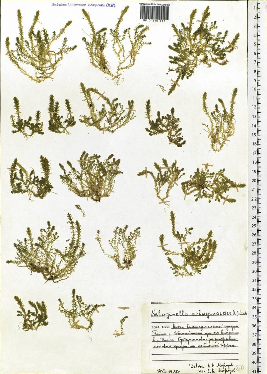 Цветет ли селагинелла