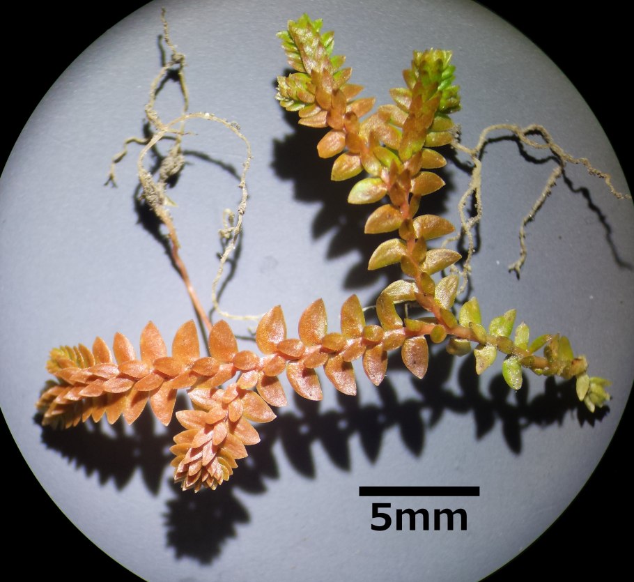 Жизненный цикл плауна схема