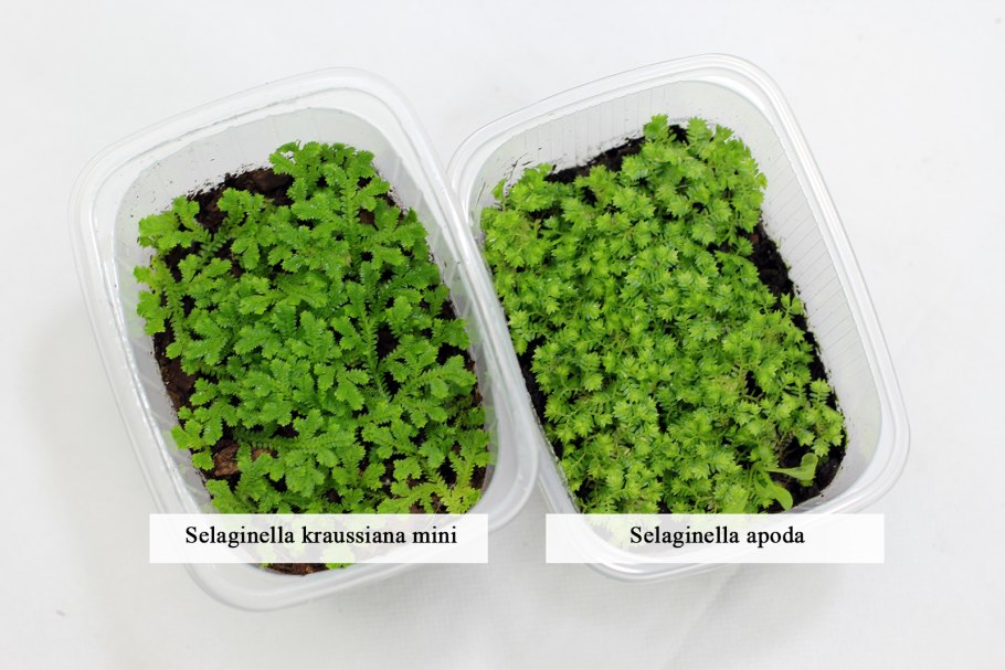 Полиподиум жизненный цикл