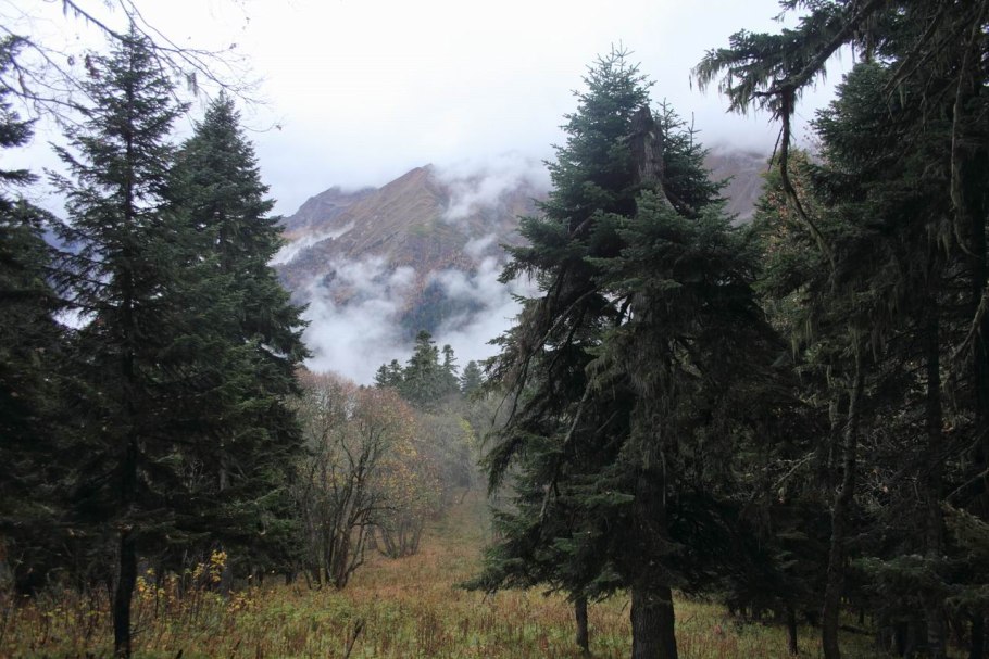 Ель ситхинская сорт Aurea