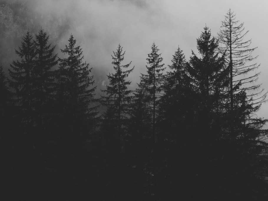 Елово Пихтовый лес