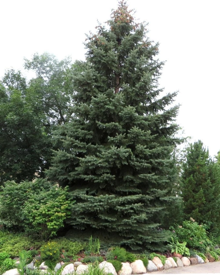 Picea Mariana
