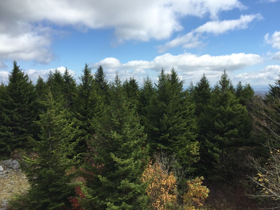 Черные и белые ели