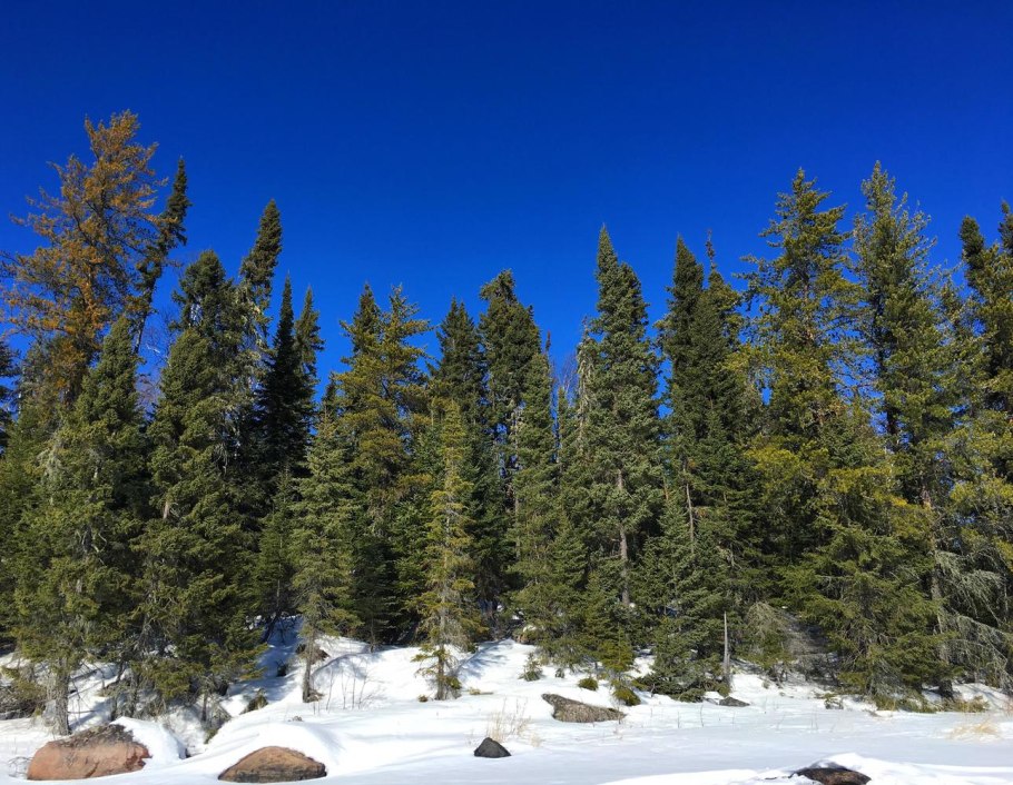 Abies Mariesii пихта Мариса