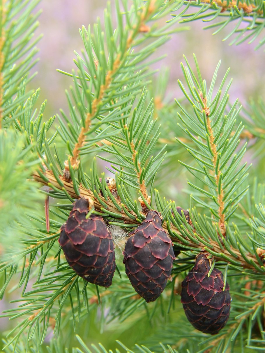 Ель черная (Picea nigra/Mariana Nana c3 20-25)