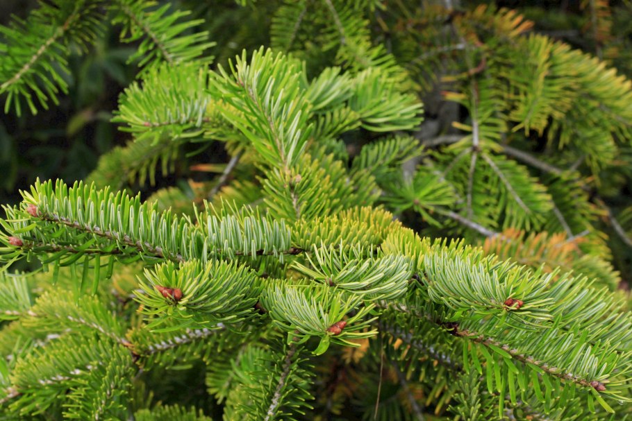 Бореал Форест