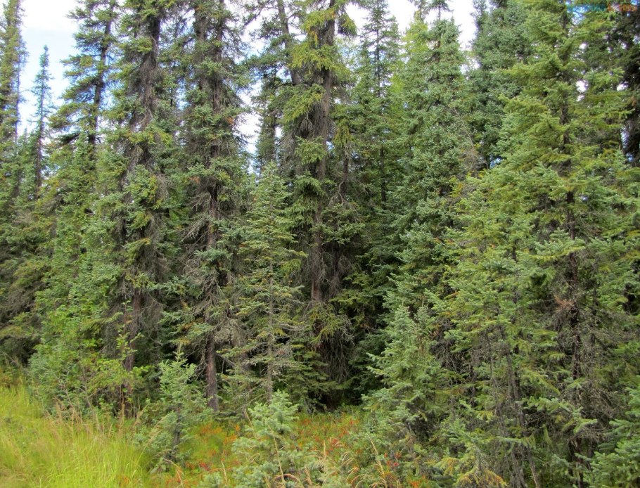 Ель черная Picea Mariana