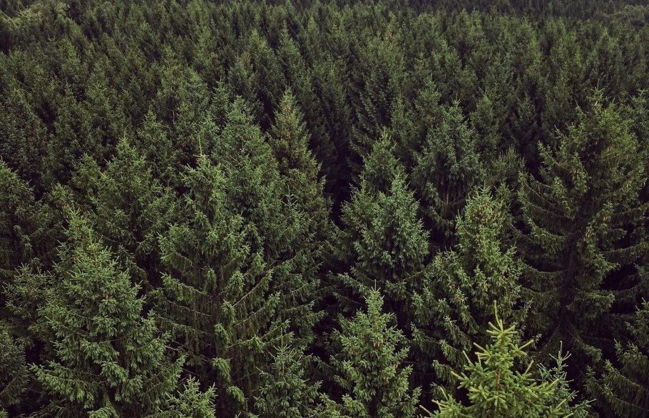 Ель канадская шишки