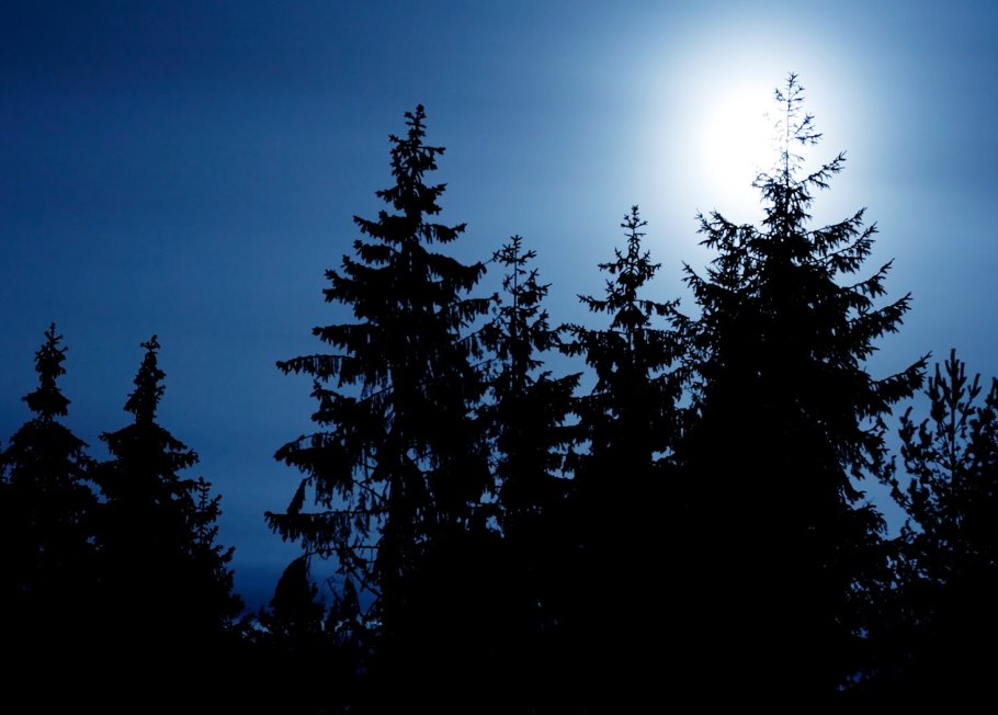 Пихта Северной Америки