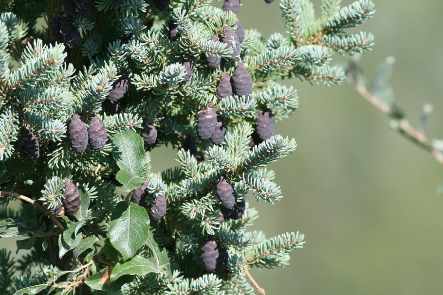 Пихта белокорая Abies Nephrolepis
