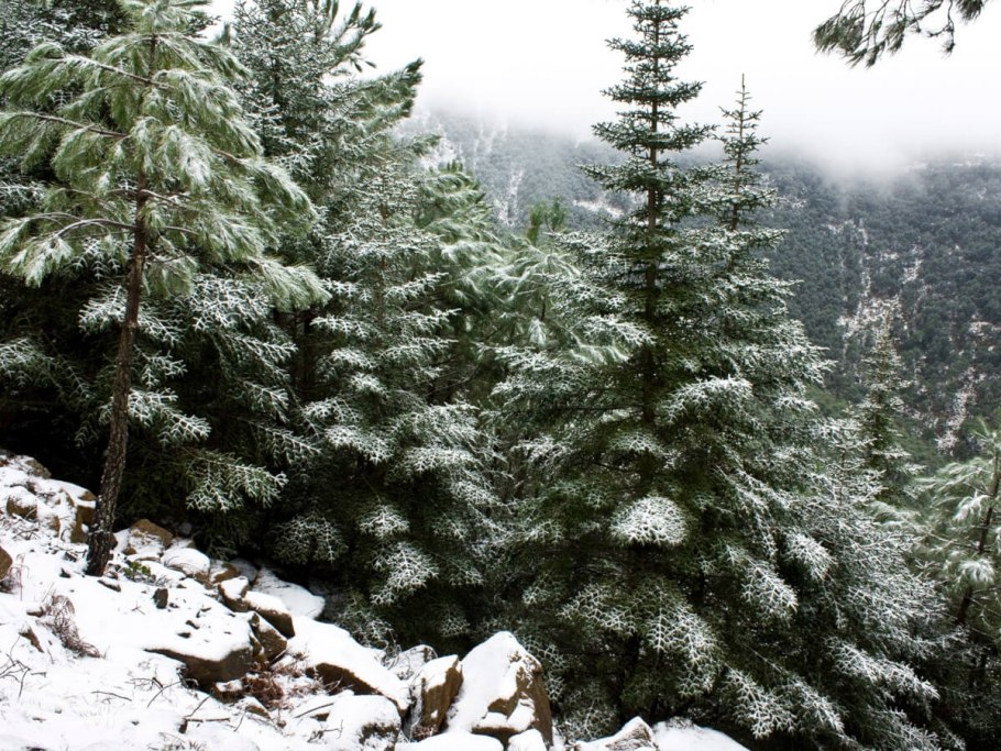 Силуэты елей и елового леса