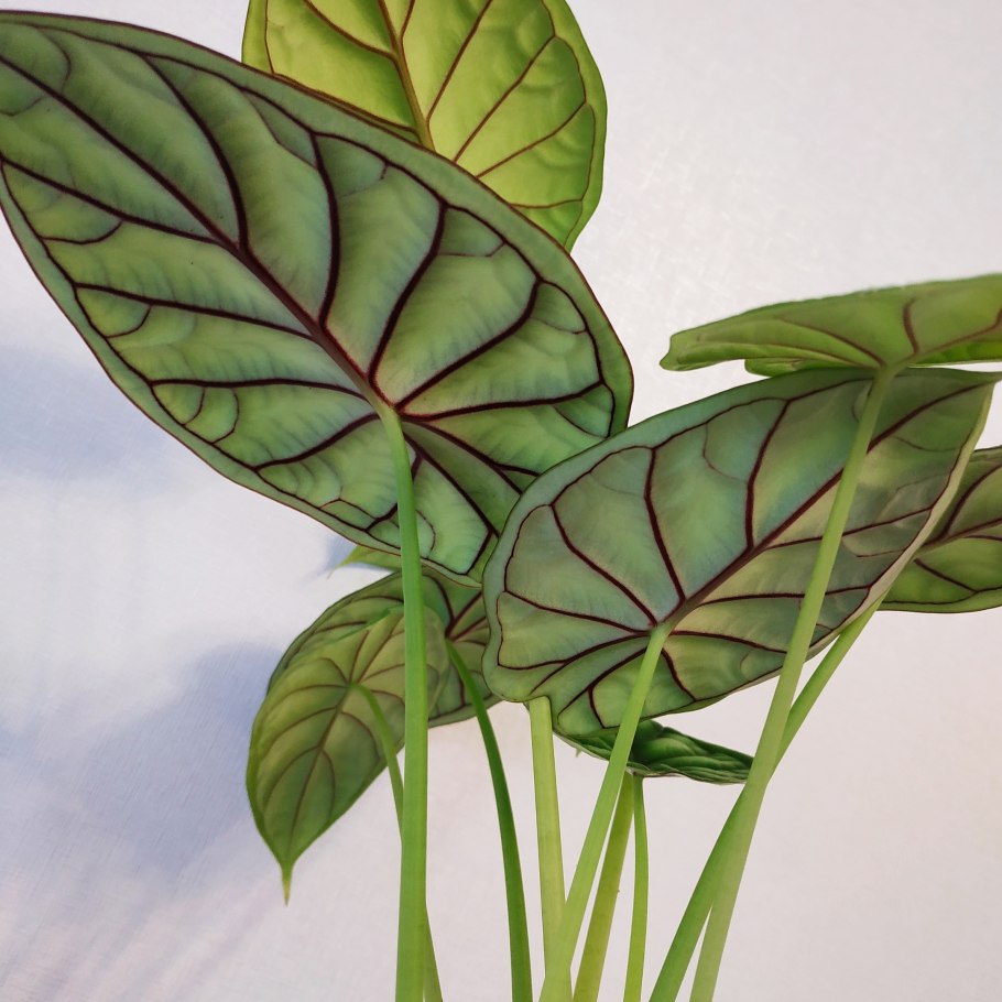 Алоказия танцор