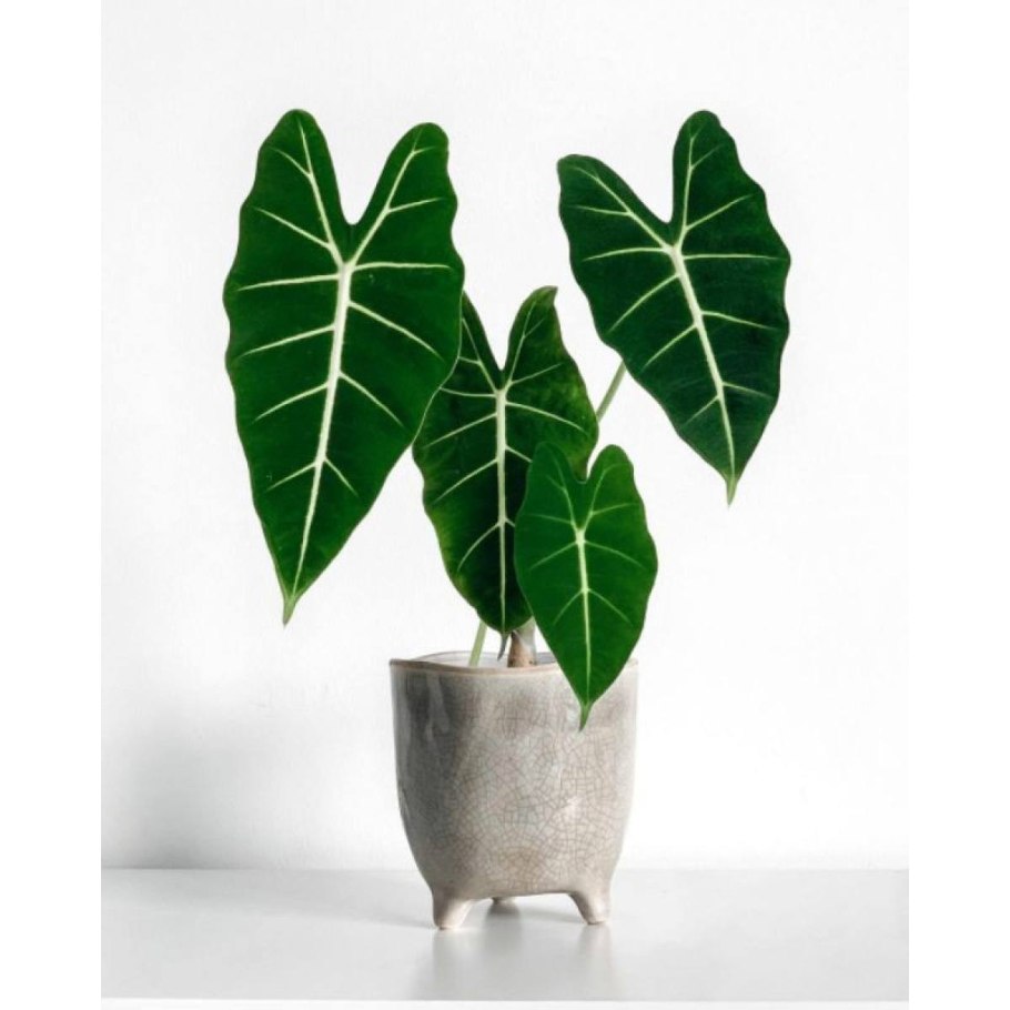 Алоказия атом кустовой