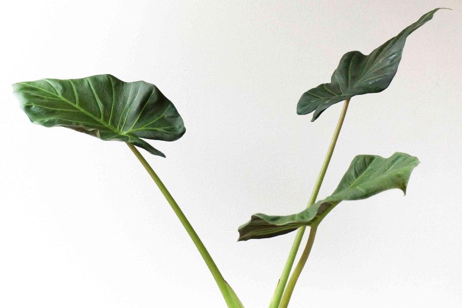 Колоказия Фонтанезия