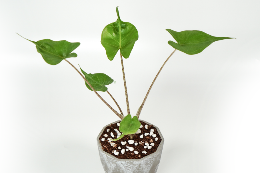 Alocasia reginula 'Black Velvet'