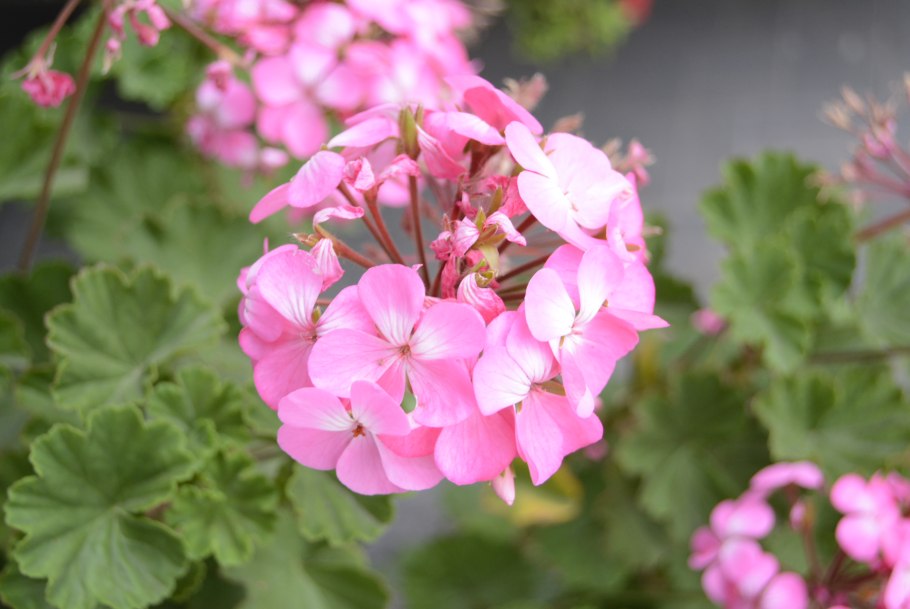 Пеларгония Hollywood Salmon Sunny
