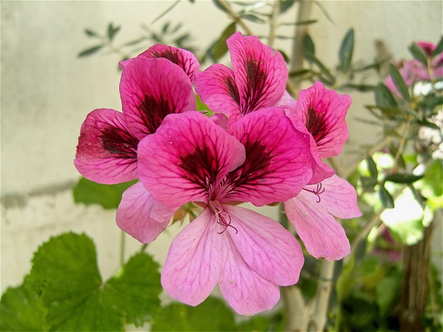 Пеларгония traicheur Beauty