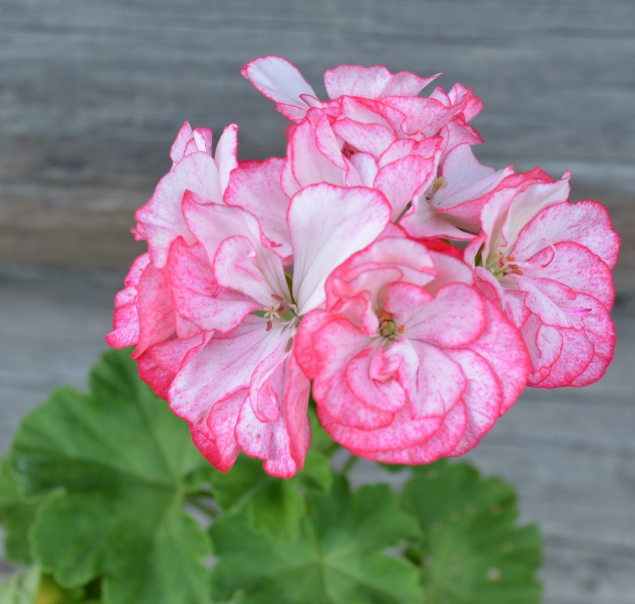 Пеларгония Pink Golden Harry Hieover