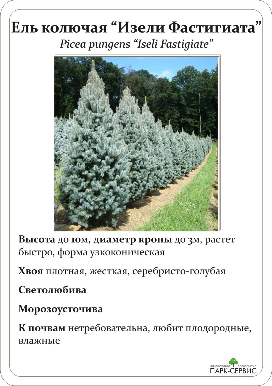 Обратнояйцевидная форма кроны
