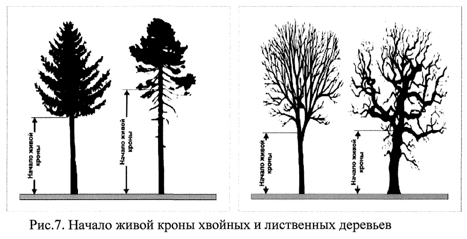 Размеры деревьев