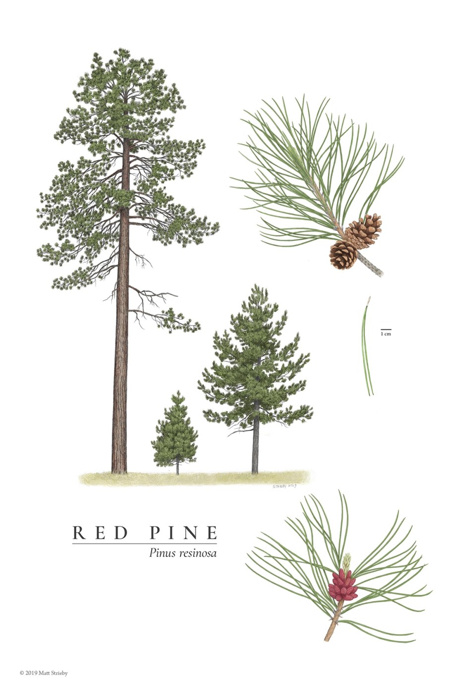 National Tree Company Rocky Ridge Pine 3.04