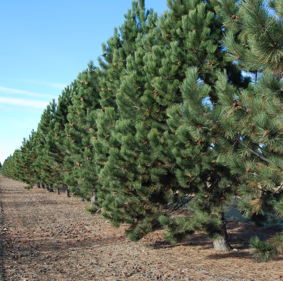 Pinus brutia subsp PNG
