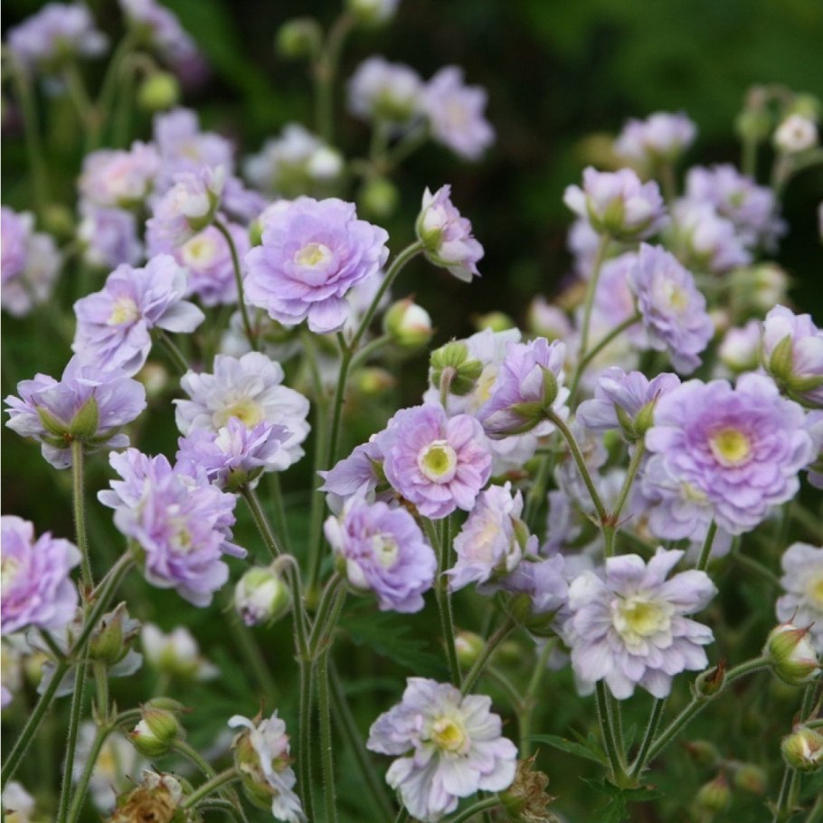 Герань Луговая Geranium pratense ‘Summer Skies’