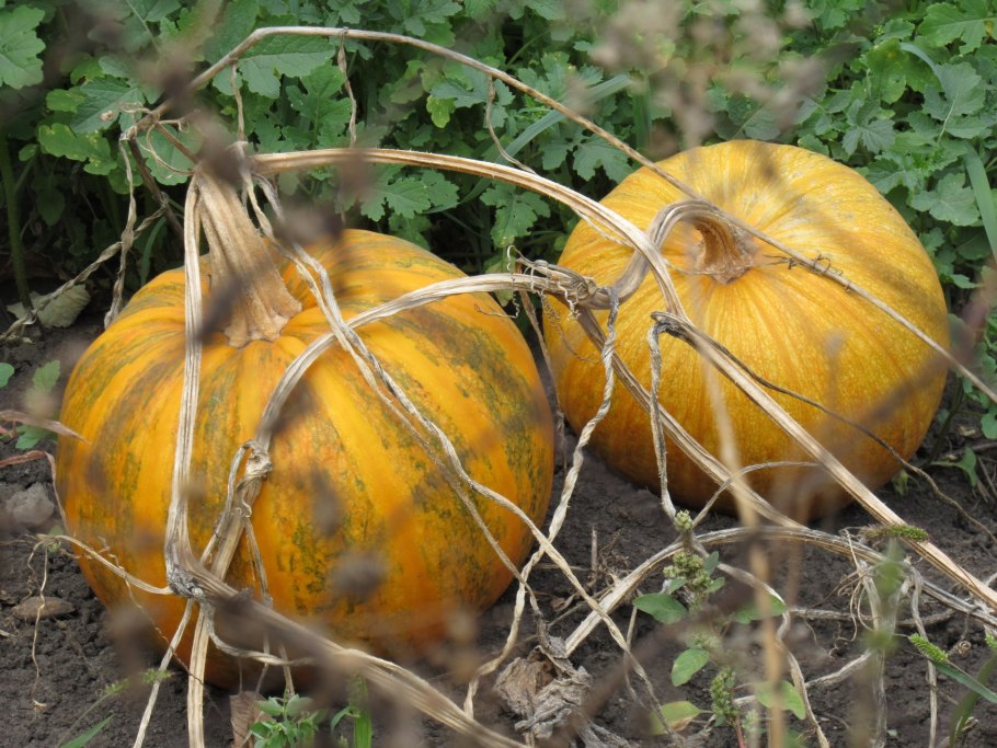 Тыква блоггер