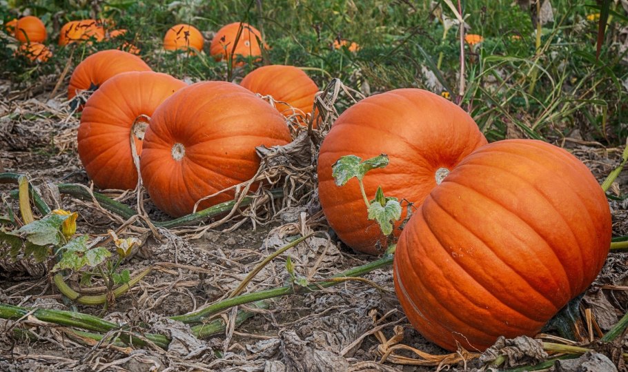 Сухие листья тыквы