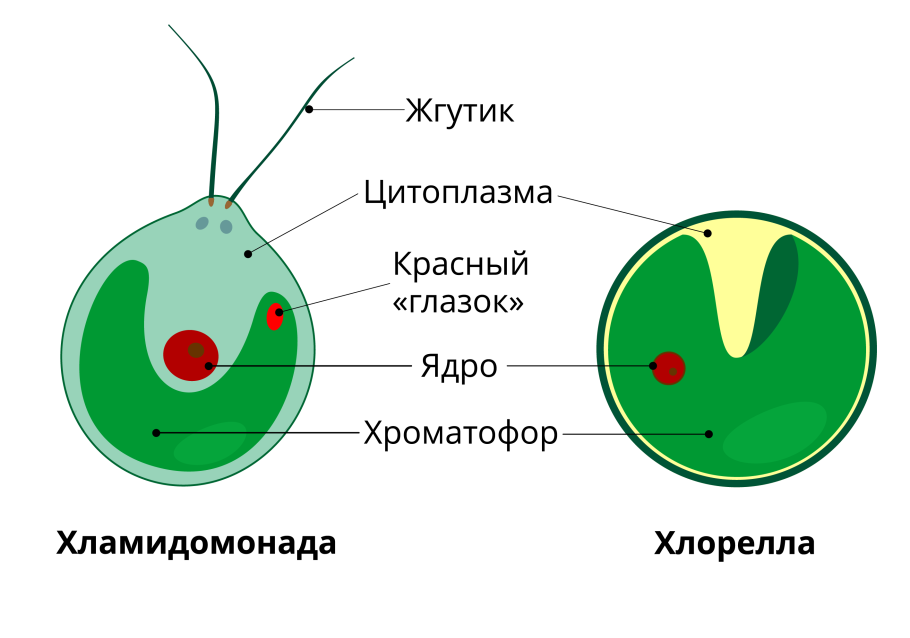 Зелёные водоросли