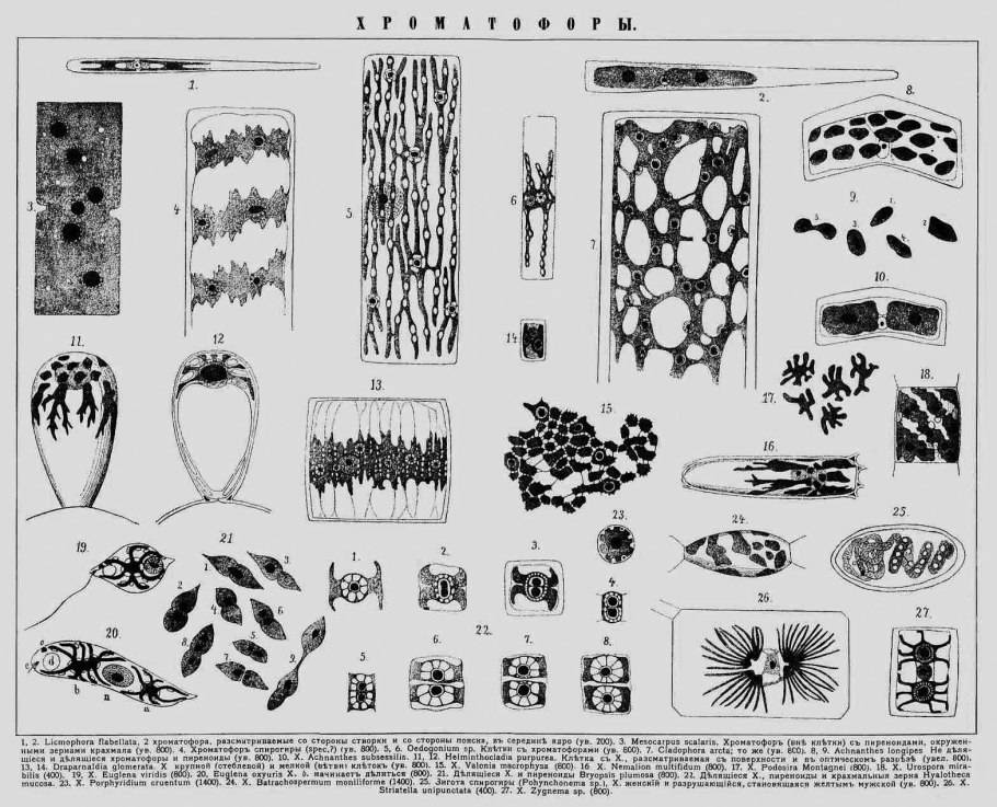 Вегетативное размножение водорослей