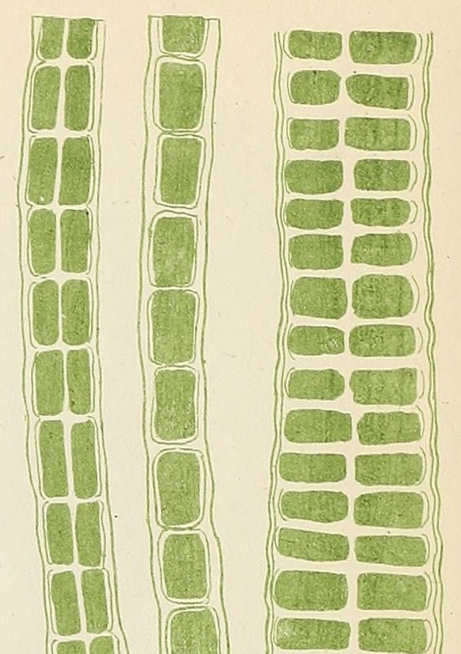 Рыба ест красные водоросли